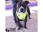 Adopt BALOO a Gray/Silver/Salt & Pepper - with White Pit Bull Terrier / Mixed