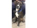 Adopt Molly a Australian Shepherd / American Pit Bull Terrier / Mixed dog in