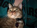Adopt Hazelnut a Brown Tabby American Shorthair / Mixed (short coat) cat in