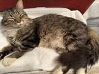 Adopt Fluffy Too a Brown Tabby Domestic Longhair / Mixed (long coat) cat in