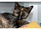 Adopt Grace a Domestic Shorthair / Mixed (short coat) cat in Walden
