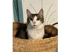 Adopt Teddy a Gray, Blue or Silver Tabby Domestic Shorthair (short coat) cat in