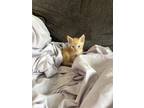 Adopt Kittens a Orange or Red Domestic Shorthair / Mixed (short coat) cat in