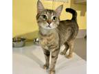 Adopt Duct Tape a Domestic Short Hair