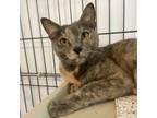 Adopt Itsy a Domestic Short Hair