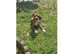Adopt Max a Tricolor (Tan/Brown & Black & White) Beagle / Mixed dog in Glen