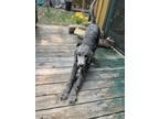 Adopt Remy a Gray/Blue/Silver/Salt & Pepper Sheepadoodle / Mixed dog in Bemidji