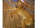 Adopt Aries a Tan/Yellow/Fawn - with Black German Shepherd Dog / Mixed dog in