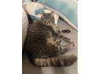 Adopt Goose a Gray, Blue or Silver Tabby Domestic Shorthair / Mixed (short coat)