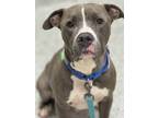 Adopt Boone a Pit Bull Terrier / Mixed dog in Burlington, KY (41478270)
