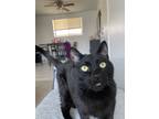 Adopt Tito/lily a All Black Domestic Shorthair / Mixed (short coat) cat in