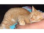 Adopt Luna a Orange or Red Domestic Mediumhair / Mixed (short coat) cat in
