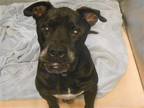 Adopt FINLEY a Black Boxer / Mixed dog in Tustin, CA (41490510)