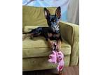 Adopt Neo a Black - with Tan, Yellow or Fawn Miniature Pinscher dog in Houston