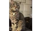Adopt Toby a Brown Tabby American Shorthair / Mixed (medium coat) cat in
