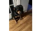 Adopt Sonny a Black - with Tan, Yellow or Fawn Rottweiler / Mixed dog in