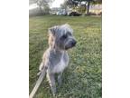 Adopt Remy a Gray/Silver/Salt & Pepper - with Black Terrier (Unknown Type