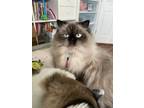 Adopt Miss Puff a Tan or Fawn Himalayan / Mixed (long coat) cat in Culpeper