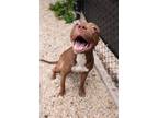 Adopt Miley a Pit Bull Terrier, Mixed Breed