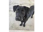 Adopt Peach a Black Labrador Retriever / Mixed dog in North Augusta