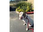 Adopt Domino a White - with Tan, Yellow or Fawn Treeing Walker Coonhound / Mixed