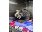 Adopt Missy a Tortoiseshell Domestic Shorthair (short coat) cat in Taylor