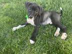 Adopt Kinsley a Black - with White Labrador Retriever / Mixed dog in Littleton