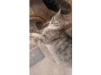 Adopt Squeak a Gray or Blue Domestic Mediumhair / Mixed (medium coat) cat in