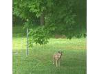 Adopt Nova a Brindle Mutt / Mixed dog in Bradyville, TN (41490407)