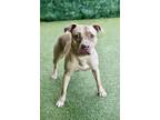 Adopt Harvard a Pit Bull Terrier / Mixed dog in Canton, GA (41486037)