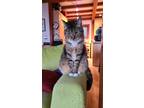Adopt Katy Purry a Tortoiseshell Tabby / Mixed (medium coat) cat in Ellenville