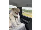 Adopt Snow a Tan/Yellow/Fawn - with White Great Pyrenees / Mixed dog in Athens
