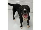 Adopt Diego a Border Collie / Pit Bull Terrier / Mixed dog in Topeka