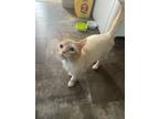 Adopt Po a Orange or Red American Shorthair / Mixed (medium coat) cat in Howell