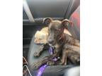 Adopt Dolce a Brindle Pit Bull Terrier / Mixed Breed (Small) / Mixed dog in