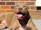 Adopt Willow a Tan/Yellow/Fawn - with White American Pit Bull Terrier / Mixed
