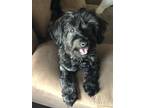 Adopt Millie a Black Maltipoo / Schnoodle / Mixed dog in San Antonio