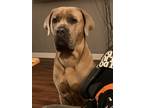 Adopt Baloo a Tan/Yellow/Fawn Cane Corso / Mixed dog in Bensalem, PA (41490280)