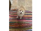 Adopt Bella a Tan/Yellow/Fawn Pomeranian / Mixed dog in Fresno, CA (41490274)