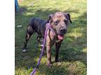 Adopt Cameron a Brindle Pit Bull Terrier / Mixed dog in Hopewell, VA (41490273)