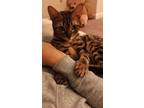 Adopt Gia a Spotted Tabby/Leopard Spotted Bengal / Mixed (short coat) cat in