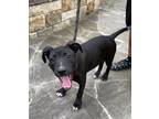 Adopt Charlee a Black - with White Labrador Retriever / Mixed dog in New York