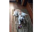 Adopt Ötzi a Brindle - with White Dandie Dinmont Terrier / Poodle (Miniature) /