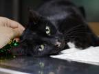 Adopt Moonlight a Domestic Shorthair / Mixed cat in Brooklyn, NY (41480538)