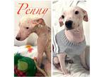 Adopt Penny a White Pit Bull Terrier / Pit Bull Terrier / Mixed dog in Camas