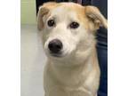 Adopt Mable a Labrador Retriever / Mixed dog in Beebe, AR (41490228)