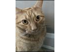 Adopt Buzz a Orange or Red (Mostly) American Shorthair / Mixed (short coat) cat