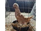 Adopt POLLY a Chicken
