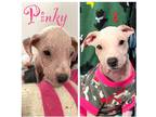 Adopt Pinky a White Pit Bull Terrier / Mixed dog in Camas, WA (41490268)