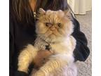 Adopt Cookie a Cream or Ivory (Mostly) Persian / Mixed (long coat) cat in